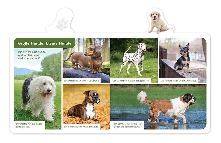 Mein kleines TierLexikon Der Hund Pappebuch klein & groß Verlag
